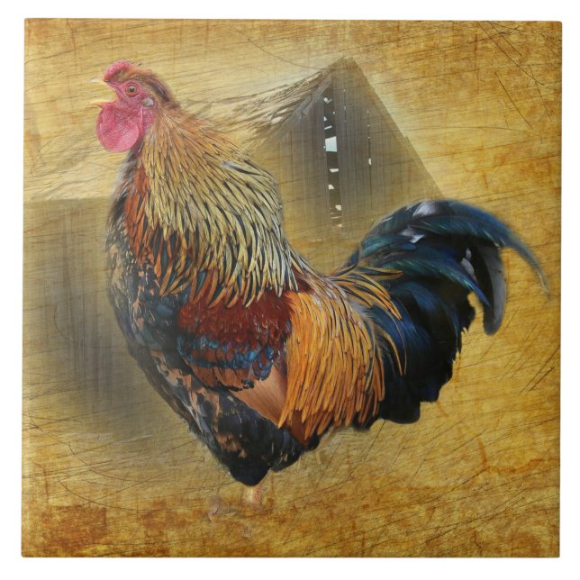 Beautiful Rooster and Rustic Barn Chicken Coop Ceramic Tile (Front)