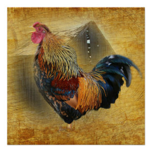 Beautiful Rooster and Rustic Barn Chicken Coop Poster