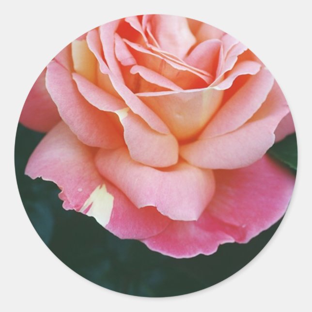 Beautiful Rose Classic Round Sticker (Front)