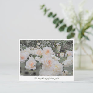 Beautiful Rose Garden Postcard