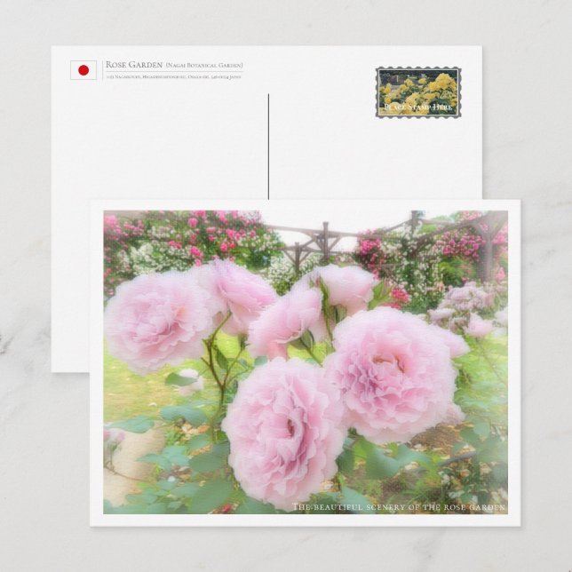 Beautiful Rose Garden Postcard (Front/Back)