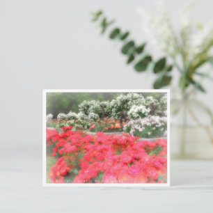 Beautiful Rose Garden Postcard