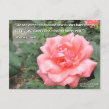 Beautiful Rose in Bloom postcard w/ Lincoln quote