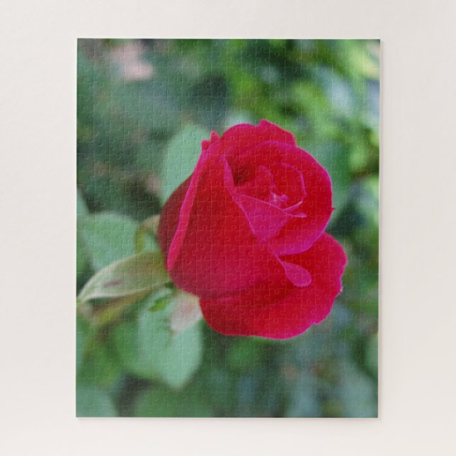 Beautiful Rose Jigsaw Puzzle (Vertical)