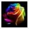 Beautiful Rose of Colours No2