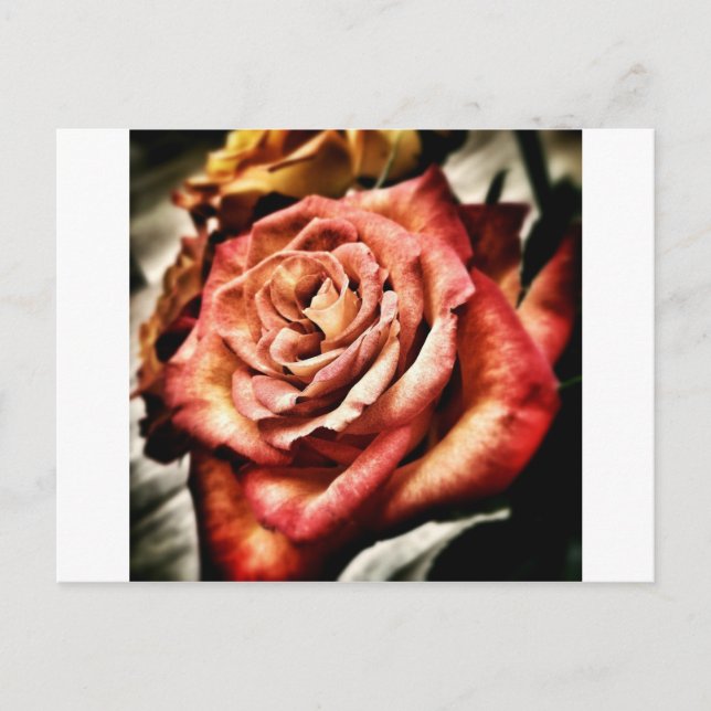 Beautiful Rose Postcard (Front)