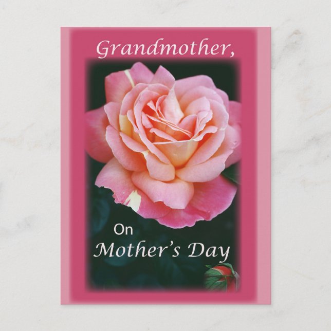 Beautiful Rose Postcard (Front)