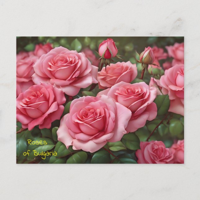 Beautiful Roses of Bulgaria Postcard  (Front)