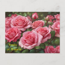 Beautiful Roses of Bulgaria Postcard 