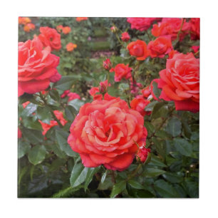 Beautiful Roses, Portland, Oregon Ceramic Tile