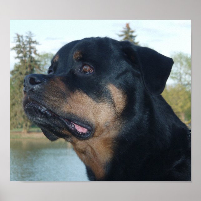 Beautiful Rottweiler Poster (Front)