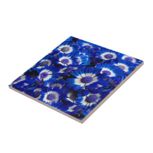 Beautiful Royal Blue Cineraria Flowers Ceramic Tile
