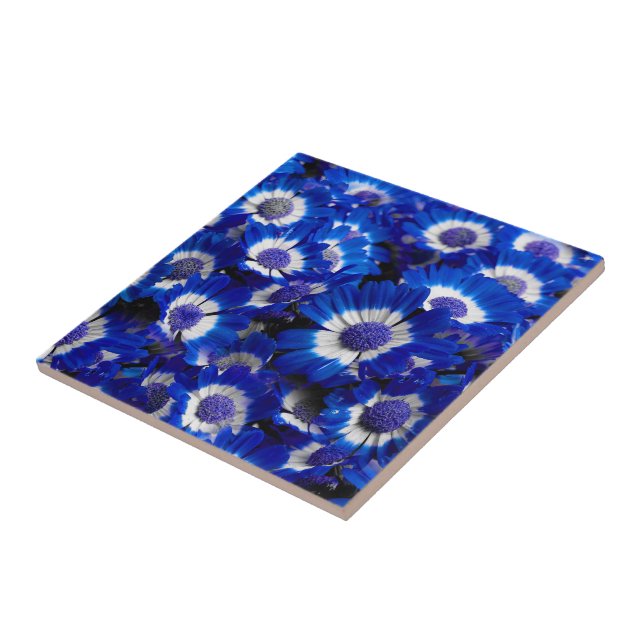Beautiful Royal Blue Cineraria Flowers Ceramic Tile (Side)