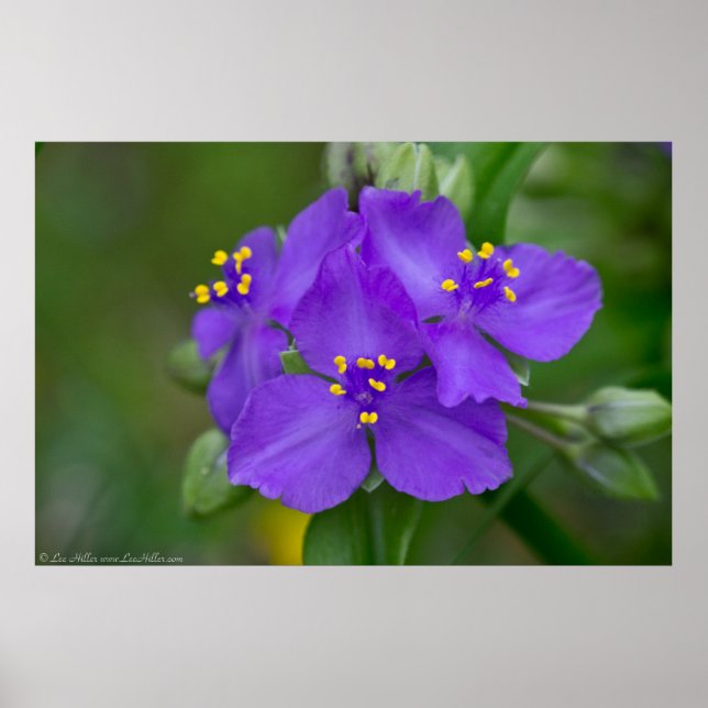 Beautiful Royal Purple Spiderwort Trio Poster (Front)