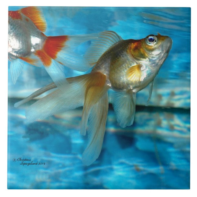 Beautiful ryukin goldfish Tile (Front)