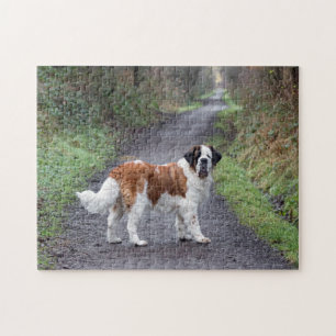 Beautiful Saint Bernard dog Jigsaw Puzzle