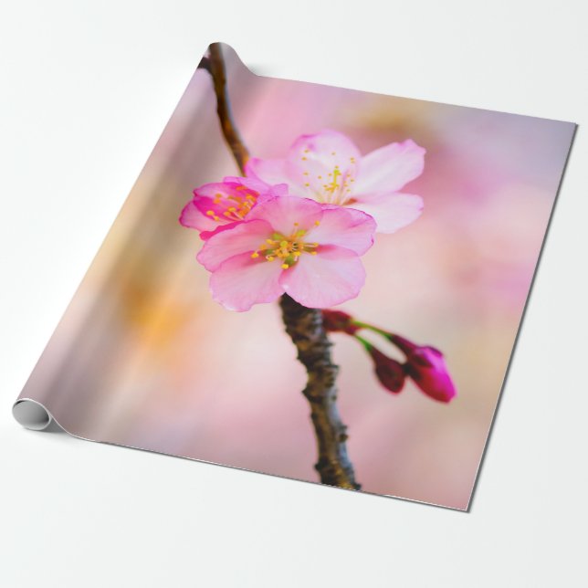 Beautiful Sakura Cherry Blossoms Wrapping Paper (Unrolled)