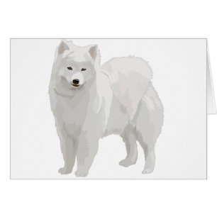 Beautiful Samoyed