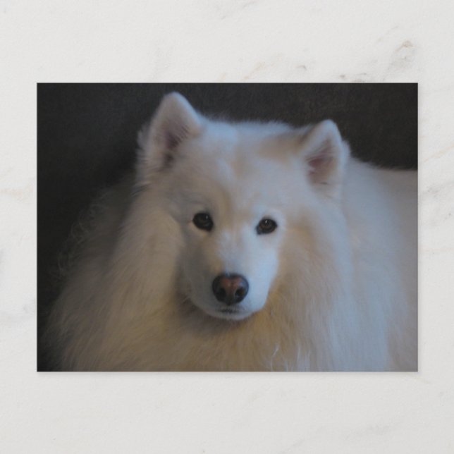 Beautiful Samoyed Postcard (Front)