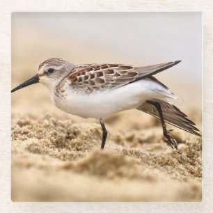 Beautiful Sandpiper Bird in the Sand Glass Coaster