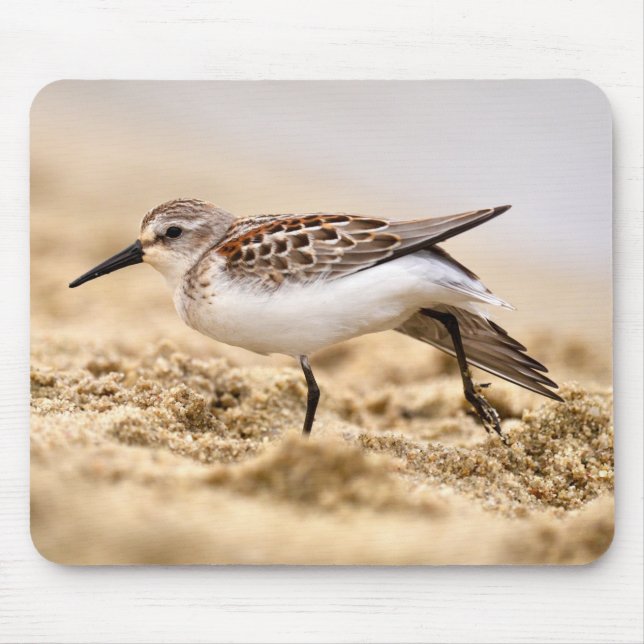 Beautiful Sandpiper Bird in the Sand Mouse Pad (Front)