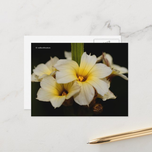 Beautiful Satin Flowers on Black Postcard (Front/Back In Situ)