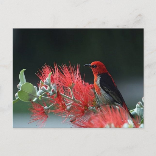 Beautiful Scarlet Honeyeater Bird Postcard (Front)