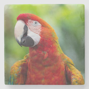 Beautiful Scarlet Macaw (Ara macao) Parrot Stone Coaster
