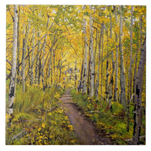Beautiful Scenic Autumn Trail in Aspen Tree Grove Ceramic Tile