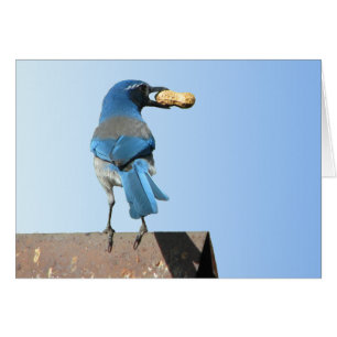 Beautiful Scrub Jay Bird
