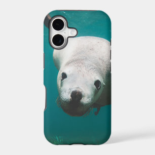 Beautiful Sea Lion