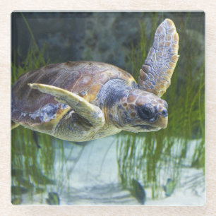 Beautiful Sea Turtle Swimming Glass Coaster