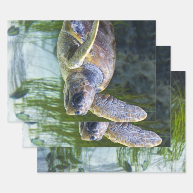 Beautiful Sea Turtle Swimming Wrapping Paper Sheet (Set)