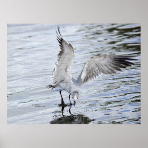 Beautiful Seagull flapping wings Poster