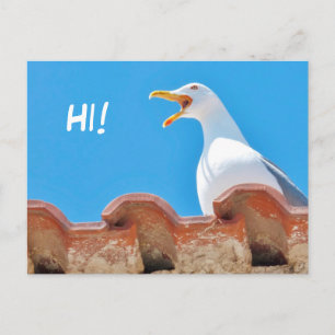 Beautiful Seagull - Hello Postcard