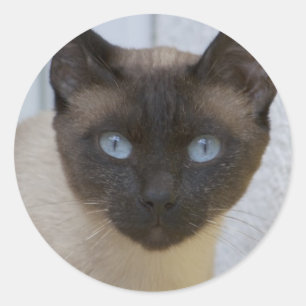 Beautiful Seal Point Siamese Cat