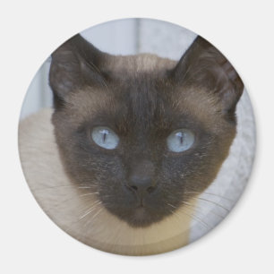 Beautiful Seal Point Siamese Cat Magnet
