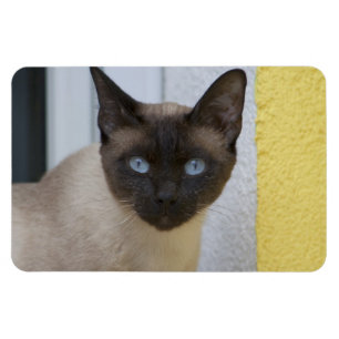 Beautiful Seal Point Siamese Cat Magnet