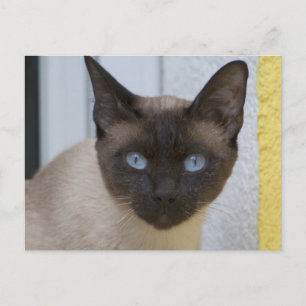 Beautiful Seal Point Siamese Cat Postcard