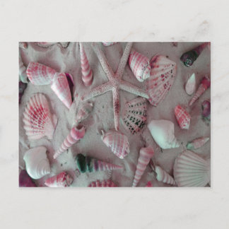 Beautiful Seashells Postcard
