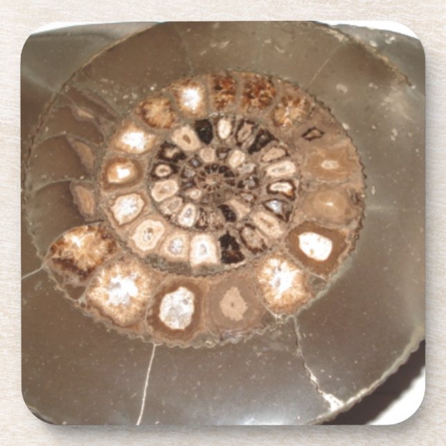 Beautiful sectioned Dactylioceras ammnite fossil Coaster (Front)
