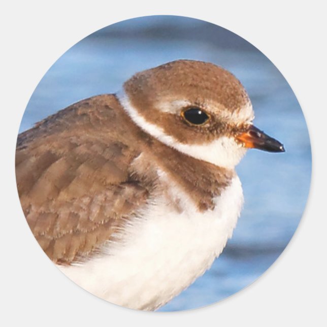 Beautiful Semipalmated Plover at the Beach Classic Round Sticker (Front)