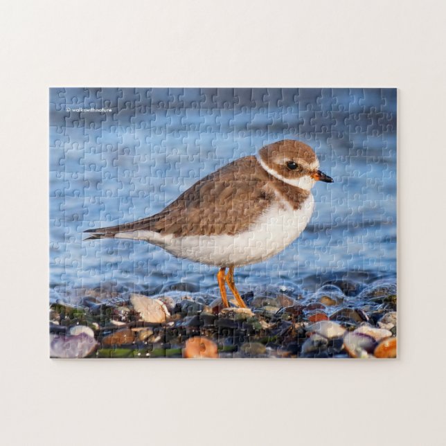 Beautiful Semipalmated Plover at the Beach Jigsaw Puzzle (Horizontal)