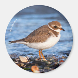 Beautiful Semipalmated Plover at the Beach Magnet
