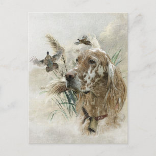 Beautiful Setter with Pheasants , Art Holiday Postcard