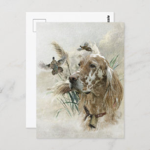 Beautiful Setter with Pheasants , Art Postcard