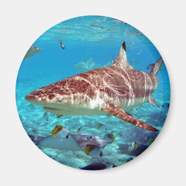 Beautiful shark magnet (Front)