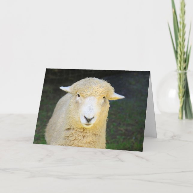 Beautiful Sheep Happy Birthday Card (Front)