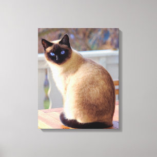 Beautiful Siamese Cat Blue Eyes Canvas Print