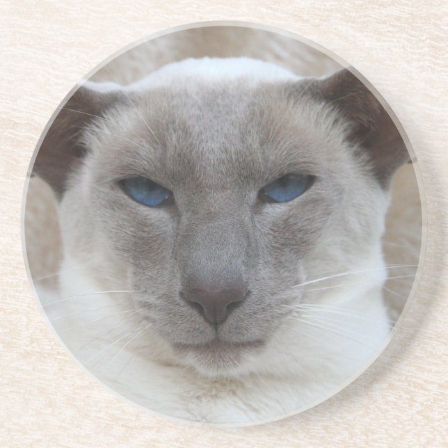 Beautiful Siamese Cat Coaster (Front)